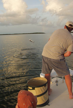 Damon jumping a tarpon in the backcountry off Key West